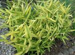 Ornamental Plants Dwarf White-Stripe bamboo, Kamuro-zasa cereals (Pleioblastus) Photo; yellow