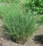 Ornamental Plants Eulalia, Maiden Grass, Zebra Grass, Chinese Silvergrass cereals (Miscanthus sinensis) Photo; green