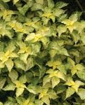 Ornamental Plants False Nettle, Japanese Boehmeria leafy ornamentals  Photo; yellow
