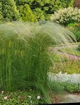 Ornamental Plants Feather Grass, Needle grass, Spear grass cereals (Stipa pennata) Photo; light green