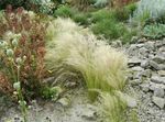 Dekorativní rostliny Peří Trávy, Jehla Tráva, Oštěp Tráva obilí (Stipa pennata) fotografie; zlatý