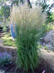 Ornamental Plants Feather reed grass, Striped feather reed cereals (Calamagrostis) Photo; green