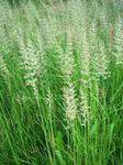 Ornamental Plants Feather reed grass, Striped feather reed cereals (Calamagrostis) Photo; green