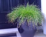 Ornamental Plants Fiber Optic Grass, Salt Marsh Bulrush aquatic plants (Isolepis cernua, Scirpus cernuus) Photo; green