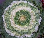 Ornamental Plants Flowering Cabbage, Ornamental Kale, Collard, Cole  (Brassica oleracea) Photo; white
