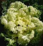 Ornamental Plants Flowering Cabbage, Ornamental Kale, Collard, Cole  (Brassica oleracea) Photo; yellow