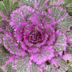 Ornamental Plants Flowering Cabbage, Ornamental Kale, Collard, Cole  (Brassica oleracea) Photo; purple