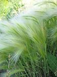 Ornamental Plants Foxtail barley, Squirrel-Tail cereals (Hordeum jubatum) Photo; silvery