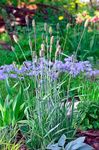 Ornamental Plants Foxtail grass cereals (Alopecurus) Photo; light blue