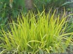 Ornamental Plants Foxtail grass cereals (Alopecurus) Photo; yellow