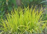 Plantas Ornamentais Foxtail Grama cereais (Alopecurus) foto; amarelo