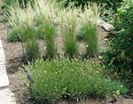 Ornamental Plants Glaucous Hair-Grass, Large Blue June Grass, Large Blue Hair Grass cereals (Koeleria) Photo; green