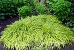 Ornamental Plants Hakone Grass, Japanese Forest Grass cereals (Hakonechloa) Photo; multicolor