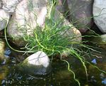 Ornamental Plants Hard Rush, Weeping Blue Rush, Corkscrew Rush, Twisted Arrows aquatic plants (Juncus) Photo; green
