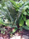Ornamental Plants Hard shield fern, Soft shield fern  (Polystichum) Photo; dark green