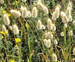 Ornamental Plants Hare's Tail Grass, Bunny Tails cereals (Lagurus) Photo; light green