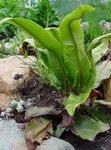 Ornamental Plants Hart's Tongue Fern  (Phyllitis scolopendrium) Photo; green