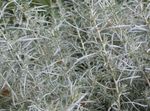 plandaí ornáideach Helichrysum, Gléasra Curaí, Immortelle ornamentals leafy  Photo; silvery