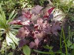 Ornamental Plants Heuchera, Coral flower, Coral Bells, Alumroot leafy ornamentals  Photo; burgundy,claret