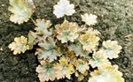 Ornamental Plants Heuchera, Coral flower, Coral Bells, Alumroot leafy ornamentals  Photo; yellow