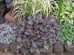 Ornamental Plants Heuchera, Coral flower, Coral Bells, Alumroot leafy ornamentals  Photo; purple