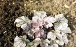 Ornamental Plants Heuchera, Coral flower, Coral Bells, Alumroot leafy ornamentals  Photo; silvery