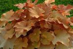 Le piante ornamentali Heuchera, Fiore Di Corallo, Le Campane Di Corallo, Alumroot ornamentali a foglia  foto; marrone