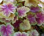 Ornamental Plants Heuchera, Coral flower, Coral Bells, Alumroot leafy ornamentals  Photo; multicolor