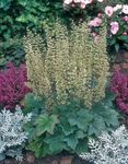 Ornamental Plants Heuchera, Coral flower, Coral Bells, Alumroot leafy ornamentals  Photo; green