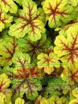 Ornamental Plants Heucherella, Foamy Bells leafy ornamentals  Photo; multicolor