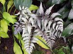 Lady fern, Japanese painted fern Photo and characteristics