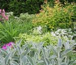 Ornamental Plants Lamb's ears leafy ornamentals (Stachys) Photo; silvery