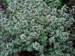 Ornamental Plants Lemon Thyme leafy ornamentals (Thymus-citriodorus) Photo; multicolor