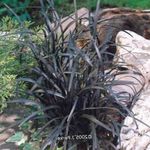 Ornamental Plants Lily-turf, Snake's beard, Black Dragon, Black Mondo Grass leafy ornamentals (Ophiopogon) Photo; silvery
