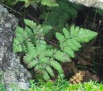 Ornamental Plants Limestone Oak Fern, Scented Oak Fern  (Gymnocarpium) Photo; green
