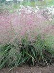 Ornamental Plants Love Grass cereals (Eragrostis) Photo; green