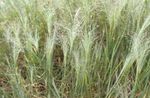 Ornamental Plants Love Grass cereals (Eragrostis) Photo; light green