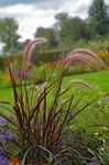 Ornamental Plants Millet cereals (Panicum) Photo; burgundy,claret