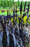 Ornamental Plants Millet cereals (Panicum) Photo; purple