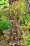 Ornamental Plants Mitsu-ba, Japanese Honeywort, Japanese Parsley leafy ornamentals (Cryptotaenia) Photo; burgundy,claret