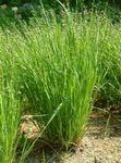 Ornamental Plants Mountain Melic Grass cereals (Melica) Photo; green