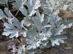 Ornamental Plants Mugwort dwarf leafy ornamentals (Artemisia) Photo; silvery