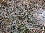 Ornamental Plants New Zealand Brass Buttons leafy ornamentals (Cotula leptinella, Leptinella squalida) Photo; silvery