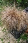 New Zealand Hair Sedge