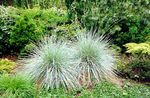 Ornamental Plants New Zealand Hair Sedge cereals (Carex) Photo; silvery