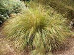 Ornamental Plants Pheasant's Tail Grass, Feather Grass, New Zealand wind grass cereals (Anemanthele lessoniana, Stipa arundinacea) Photo; yellow