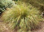 Pheasant's Tail Grass, Feather Grass, New Zealand wind grass