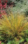 Ornamental Plants Pheasant's Tail Grass, Feather Grass, New Zealand wind grass cereals (Anemanthele lessoniana, Stipa arundinacea) Photo; red
