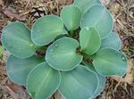 Plantain lily leafy ornamentals (Hosta) Photo; light blue