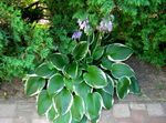 Plantain lily leafy ornamentals (Hosta) Photo; multicolor